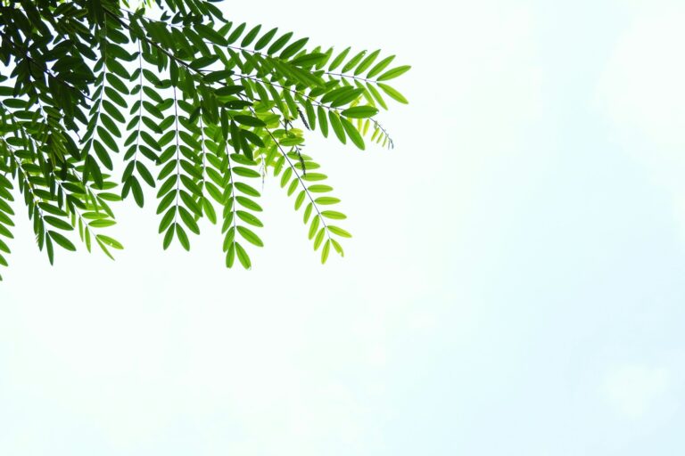 From Peace Talks to Climate Chats: Level Up Your English Skills